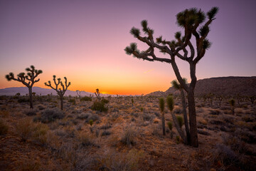 Obraz premium The Sunset in the desert