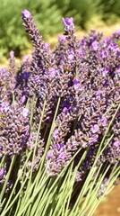 Obraz premium Freshly cut lavender flowers drying in the sun in a field