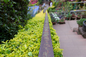 Walkway in the garden with green plant in the park background