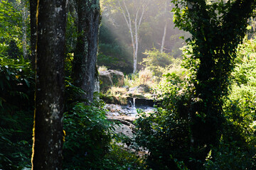 Fototapeta premium Sunlit Forest with Small Waterfall and Lush Greenery