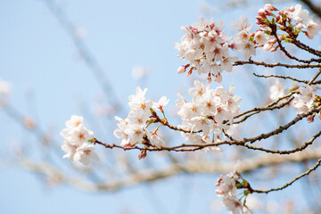 Beautiful pink blooms of Prunus serrulata trees signaling spring's arrival in a serene landscape