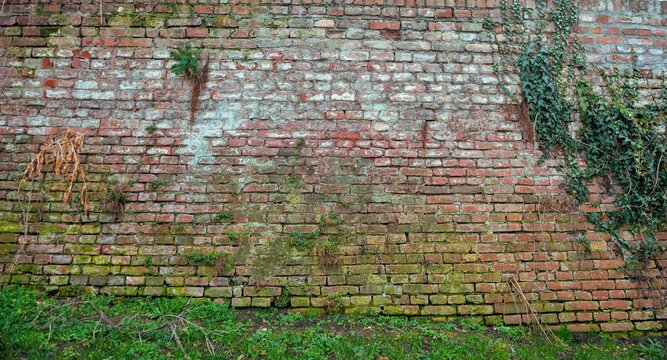 Old ancient brick stone wall texture background with ivy plant