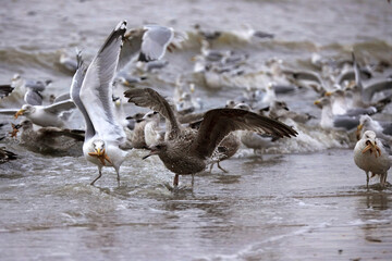 Close-up of a flock of seagulls gathering at the seashore feeding on starfish