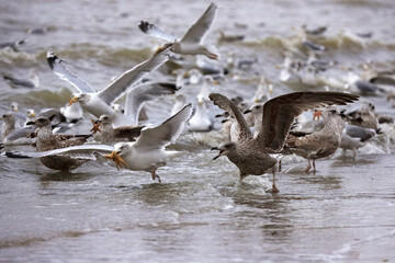 Close-up of a flock of seagulls gathering at the seashore feeding on starfish