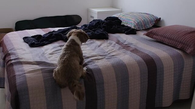 3 year old Shih tzu dog climbing on the bed and trying to grab his stuffed animal with his mouth.