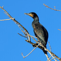 ramo e cormorano