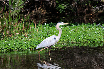 The Wakodahatchee Wetlands is a park located in Delray Beach, Florida.  Here is a Great Blue Heron, wading in the marsh.