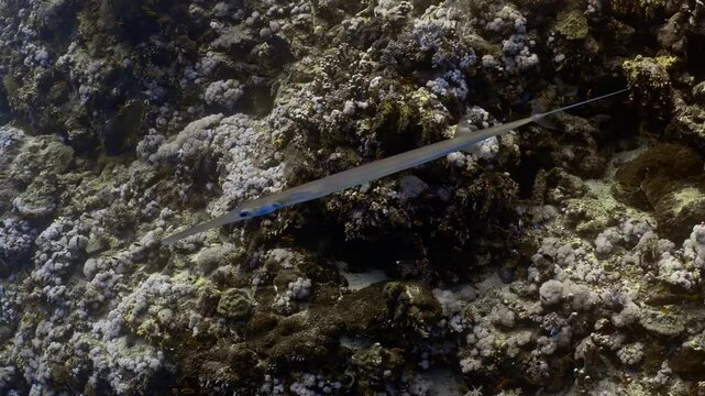 Slender Garfish swimming over a vibrant coral reef teeming with smaller fish.