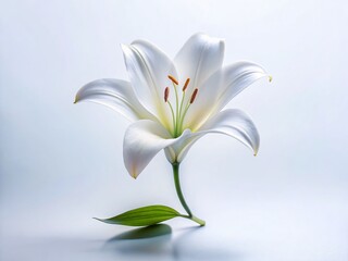 Minimalist Elegant White Flower Arrangement, Simple Floral Design, Pure White Blooms