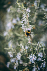 bee on a flower