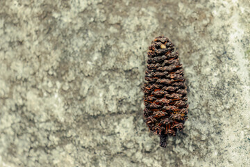 Macro photography of an alder dry catkin on a rock, in a forest in the eastern Andean mountains of central Colombia, near the town of Villa de Leyva.