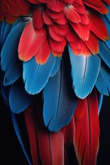 Fototapeta premium The vibrant feathers of a macaw parrot, captured in close-up. Red, blue and yellow feather details that highlight the natural beauty of tropical wildlife.