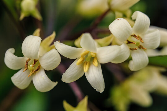 Macro photography of three Australian cheesewood flowers, captured in a forest in the eastern Andean mountains of central Colombia, near the town of Villa de Leyva.