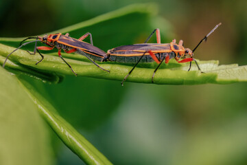 Macro photography of a couple of bordered plant bugs mating, captured in a forest in the eastern Andean mountains of central Colombia, near the town of Villa de Leyva.