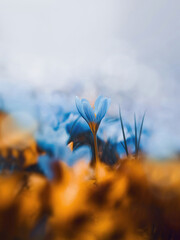 Close up of a single early blue striped crocus isolated against a dreamy light background. Orange out of focus crocus flowers in the foreground. Bokeh bubbles in the background