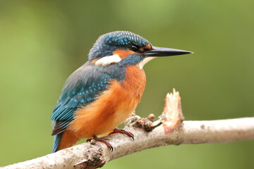 Zimorodek, (Alcedo atthis), kingfisher