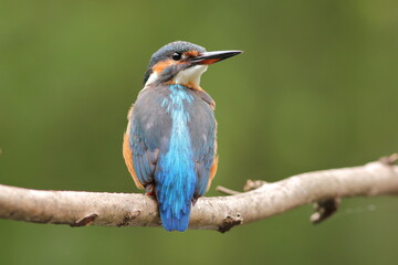 Zimorodek, (Alcedo atthis), kingfisher