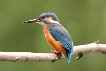 Zimorodek, (Alcedo atthis), kingfisher © Bartosz Rakoczy