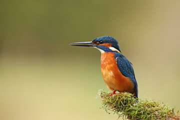 Zimorodek, (Alcedo atthis), kingfisher