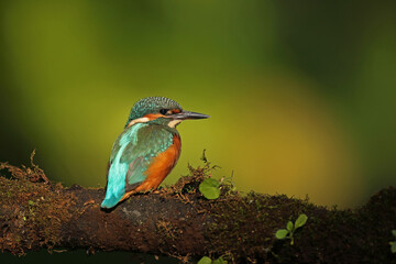 Zimorodek, (Alcedo atthis), kingfisher