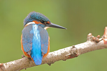 Zimorodek, (Alcedo atthis), kingfisher