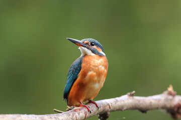 Zimorodek, (Alcedo atthis), kingfisher