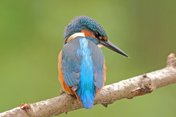 Zimorodek, (Alcedo atthis), kingfisher