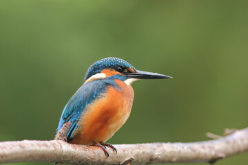 Zimorodek, (Alcedo atthis), kingfisher