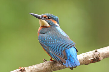 Zimorodek, (Alcedo atthis), kingfisher