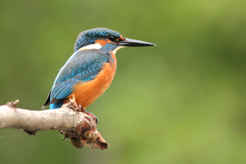 Zimorodek, (Alcedo atthis), kingfisher