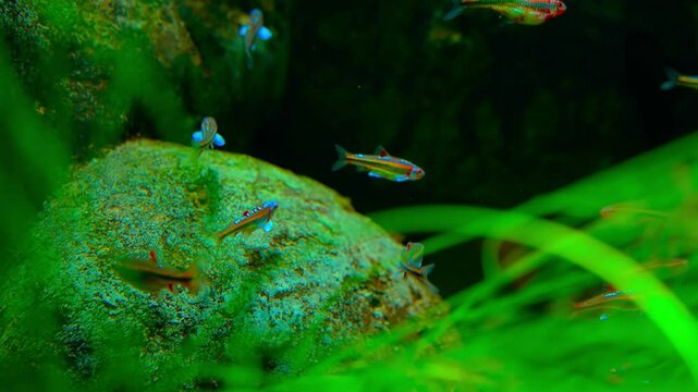 Harlequin Rasboras swimming in a lush, green planted aquarium.