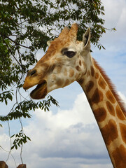 close up of a giraffe head staring at camera.