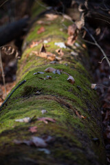 Moss growing on a fallen tree