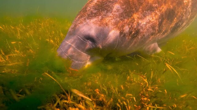 Manatee Grazing on Seagrass in Murky Underwater Habitat
