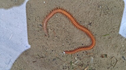 Schillernder Seeringelwurm (Hediste diversicolor)