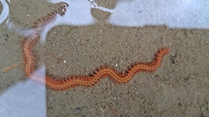 Schillernder Seeringelwurm (Hediste diversicolor)