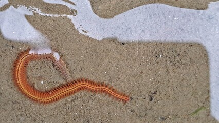 Schillernder Seeringelwurm (Hediste diversicolor)