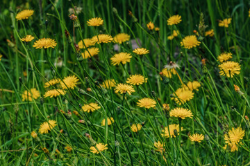 View of a dandelion field with the light of the morning in a farm in the eastern Andean mountains of central Colombia, near the town of Villa de Leyva.