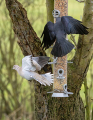 Jackdaw and collared dove fly away from a bird feeder.