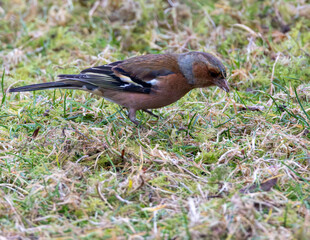 Male chaffinch. British wild bird.