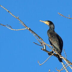 ramo e cormorano