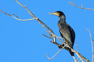 ramo e cormorano