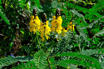 Tree with yellow flowers Senna alata (emperor's candlesticks, candle bush), met in Sri Lanka. In Sri Lanka, known as Ath-thora, used in traditional medicine.