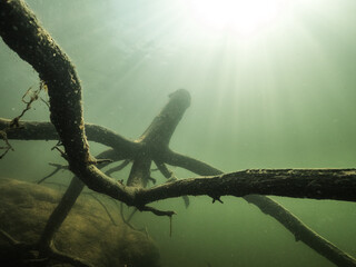 Curvy tree stump underwater in forest lake
