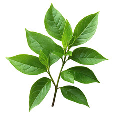 Naklejka premium Fresh green leaves on a branch showcasing vibrant foliage in natural light isolated on transparent background