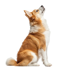 Obraz premium A dog looks up with curiosity, showcasing its alert posture, isolated on a transparent background. PNG