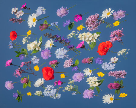 art work and background of colorful handpicked wild summer flowers olaced on mirror reflecting the blue sky