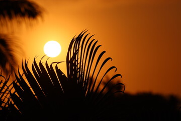 Sunrise palm