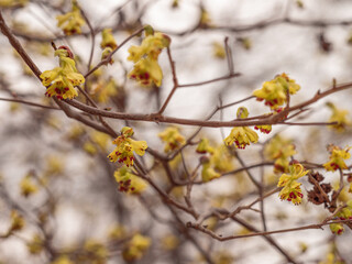 Gelbe Blüten an kleinen Zweigen des Blumenhasels (Corylopsis gotoana).