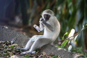 Monkey eating litter